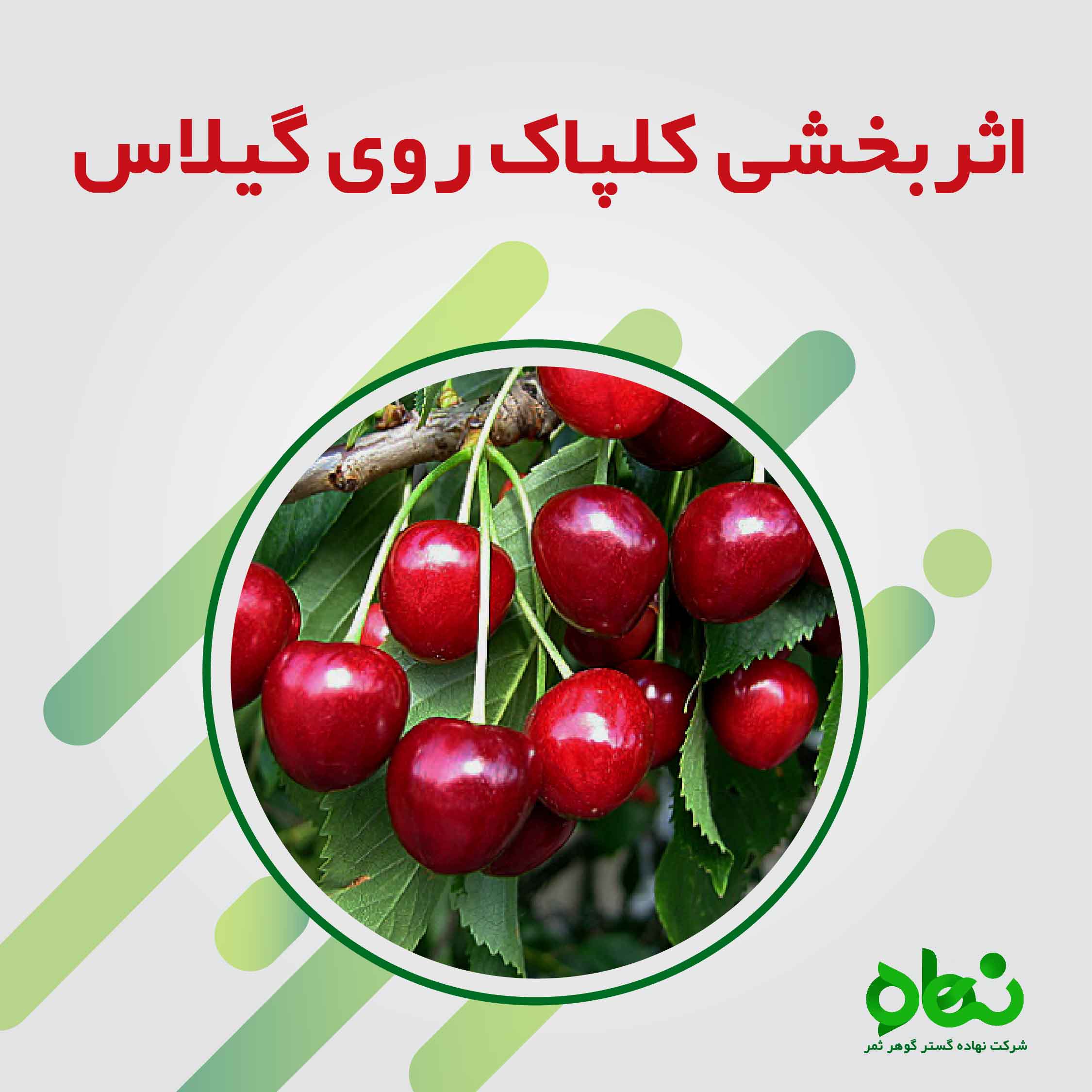 اثربخشی کلپاک روی گیلاس